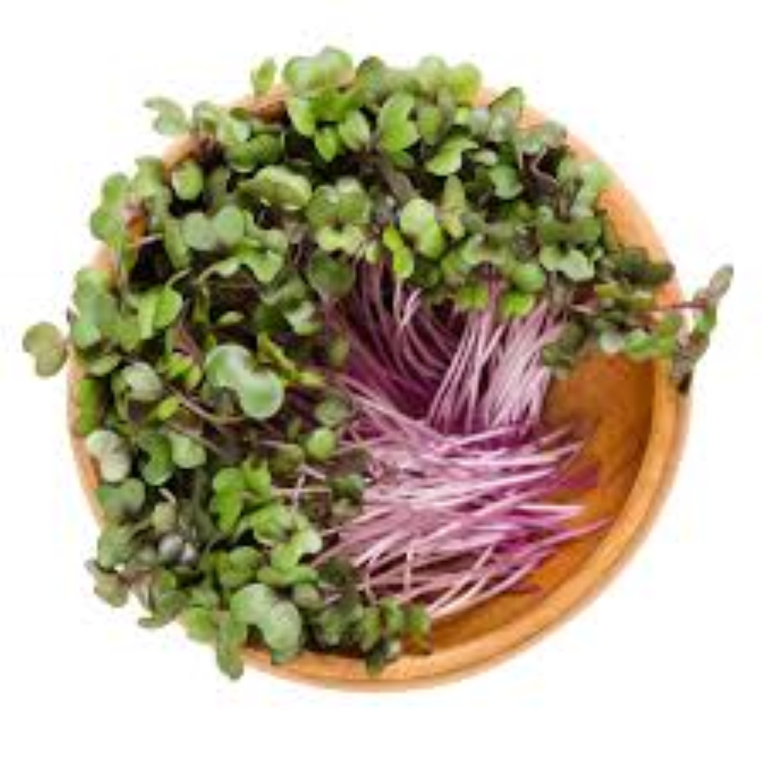 GARNISH GARDEN MICROGEENS RED CABBAGE 